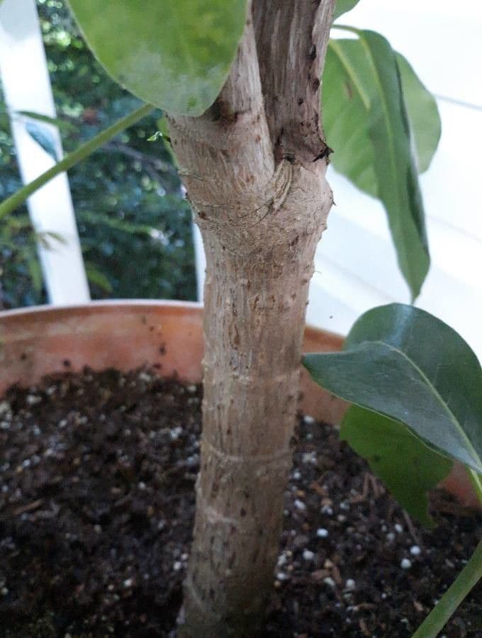 Schefflera 23