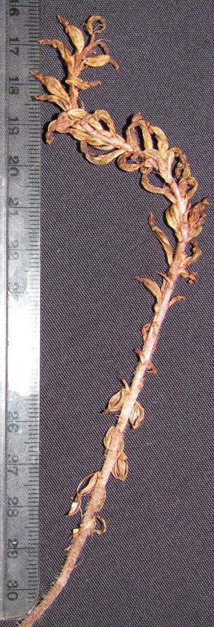 Aspidogyne 9