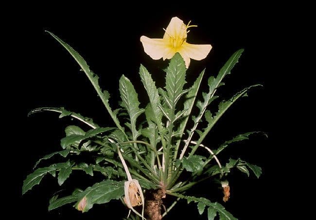 Enagra gialla 7