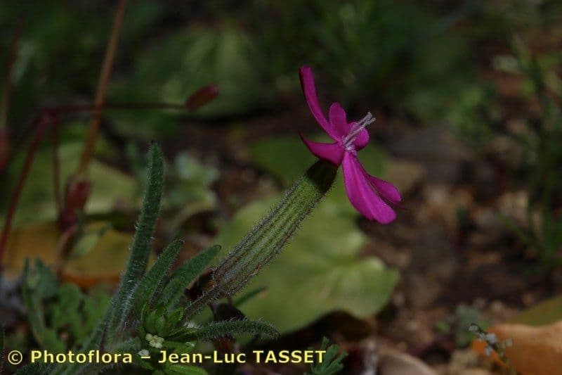 Silene 4