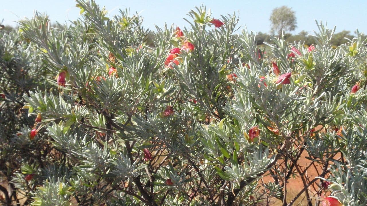 Eremophila latrobei 2