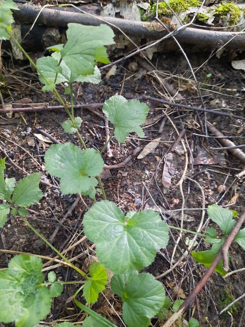Pelargonium inodorum 14