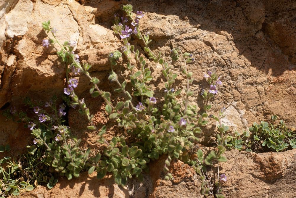 Chaenorhinum villosum 12