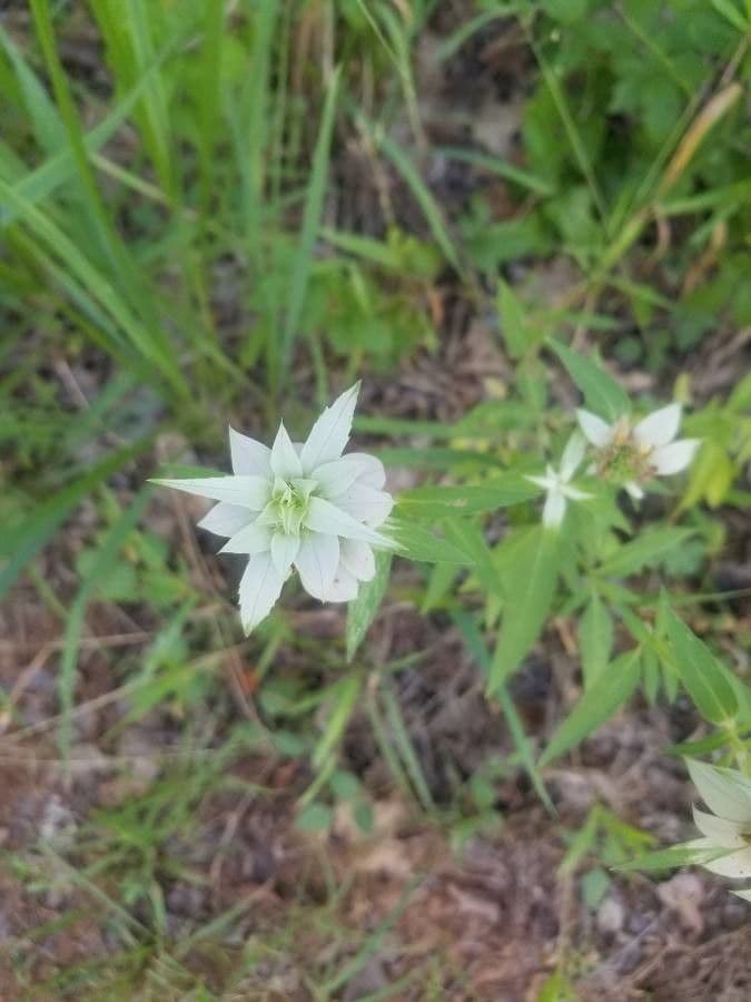 Monarde citronnée 15