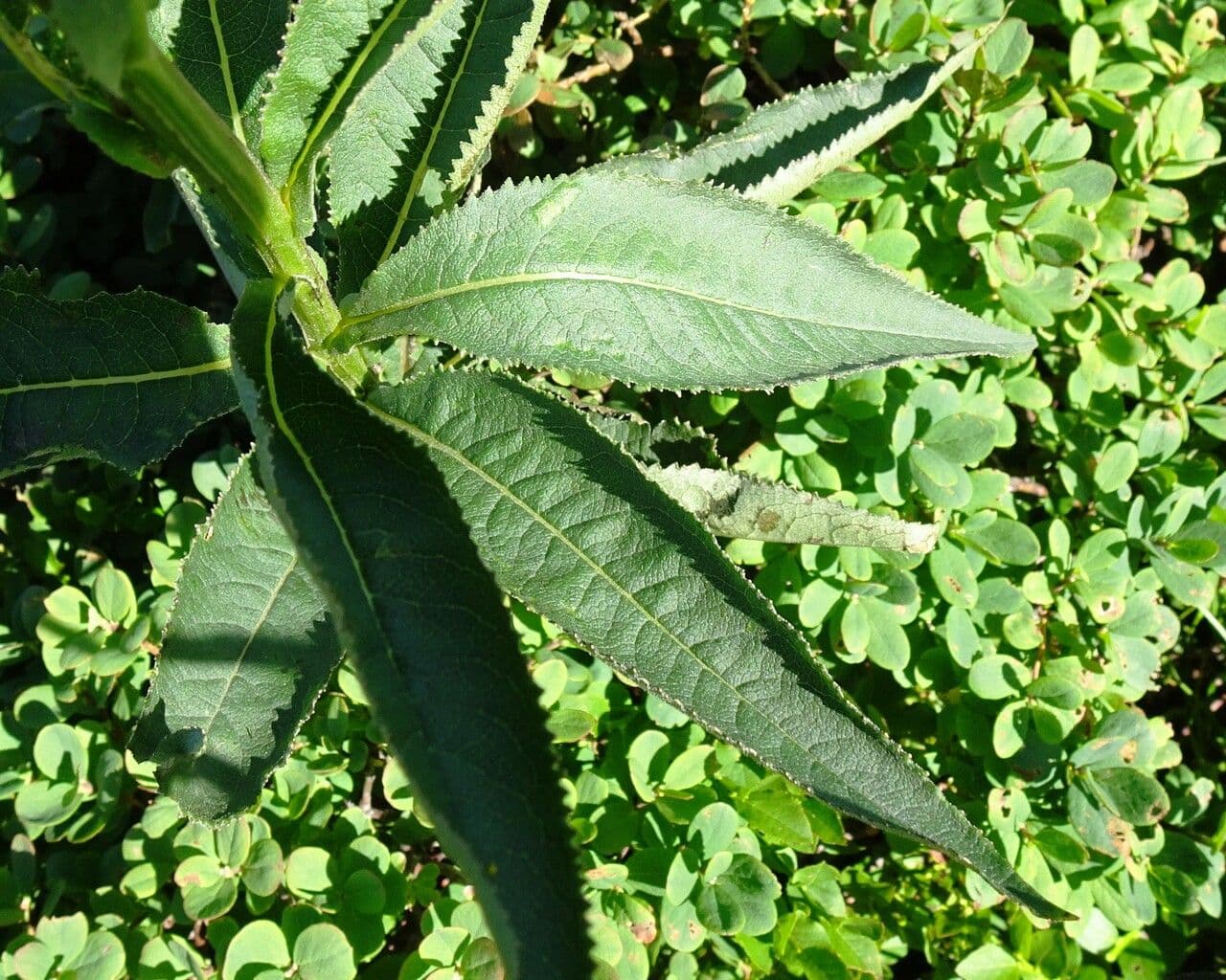 Senecio 15