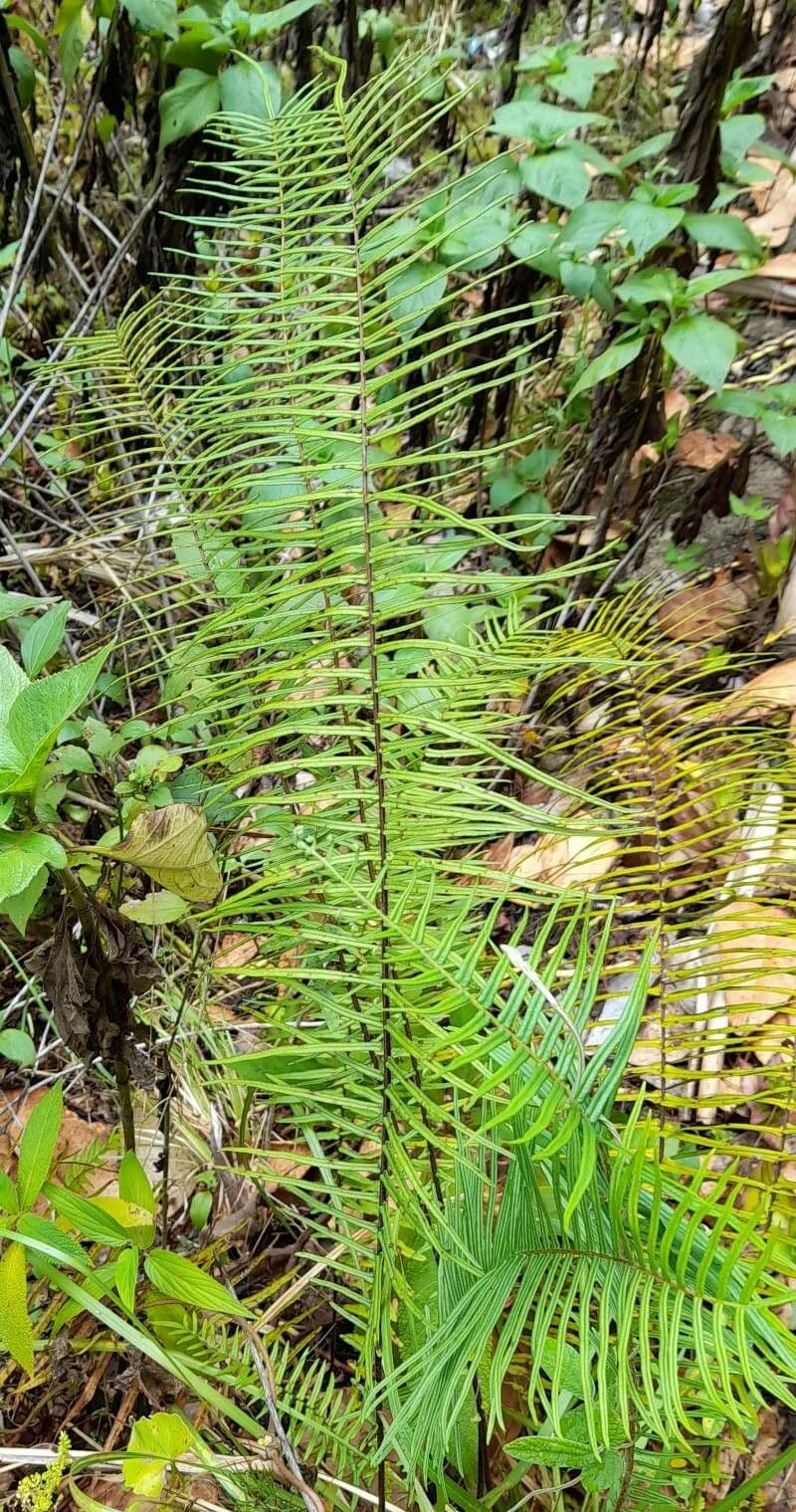 Pteris longifolia 2