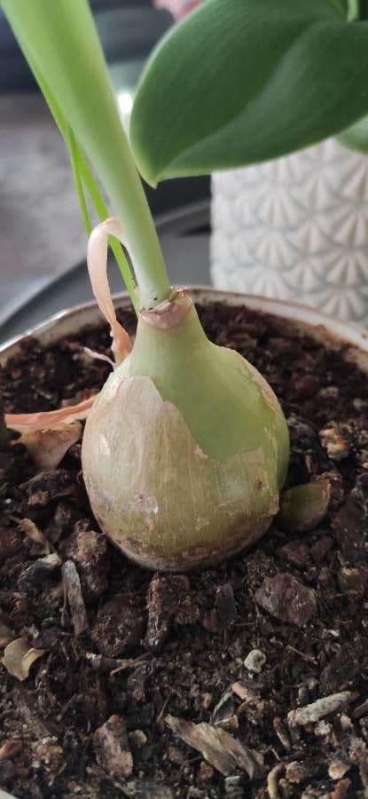 Albuca 14