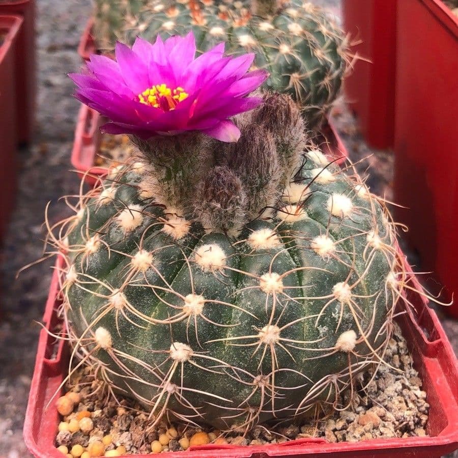 Parodia 6