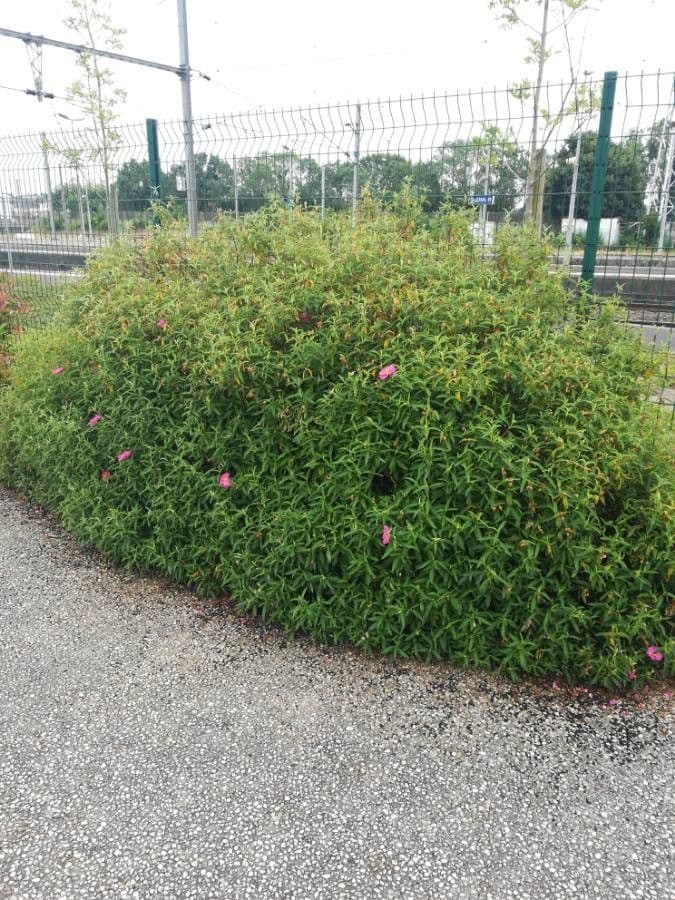 Cistus krétský 11