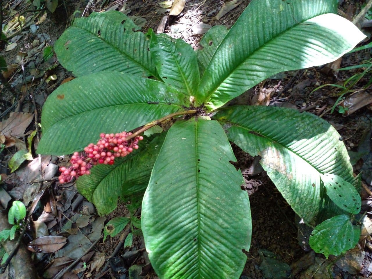 Ardisia 17