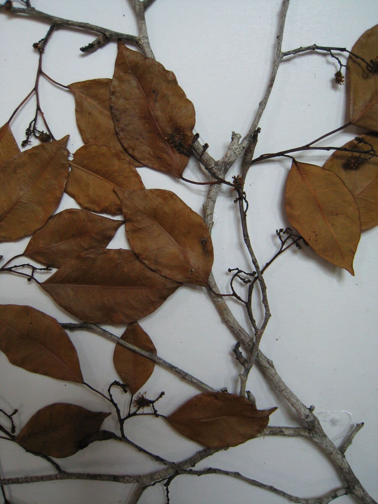 Maprounea 9