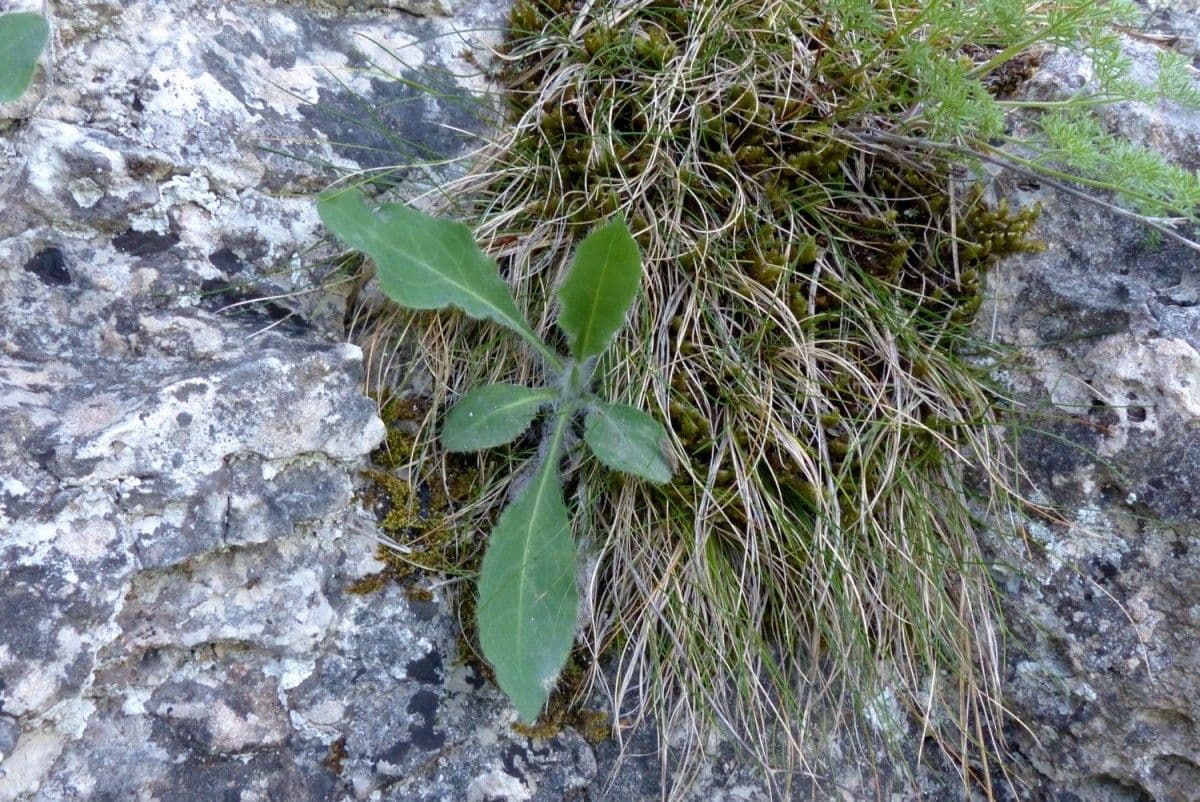 Hieracium 11