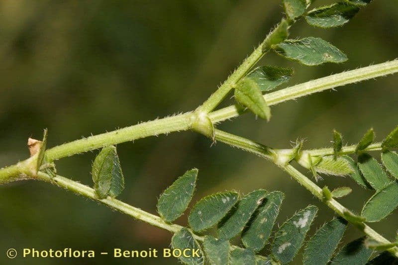 Astragalo danese 19