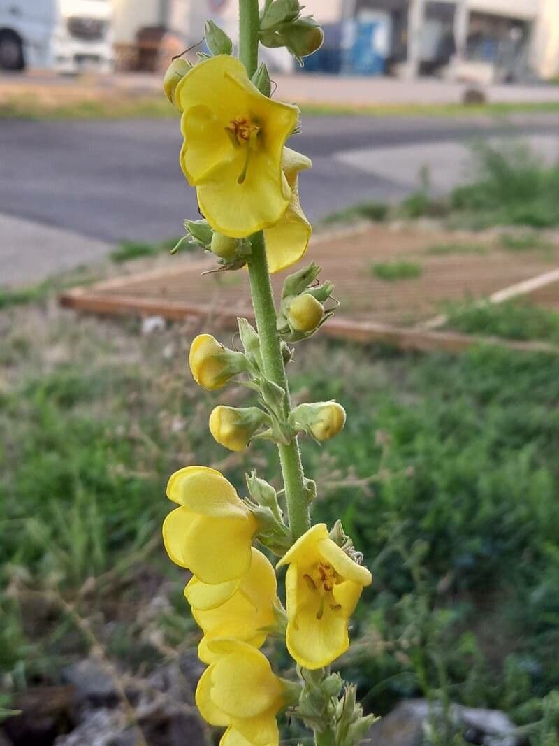 Verbasco phlomoides 6