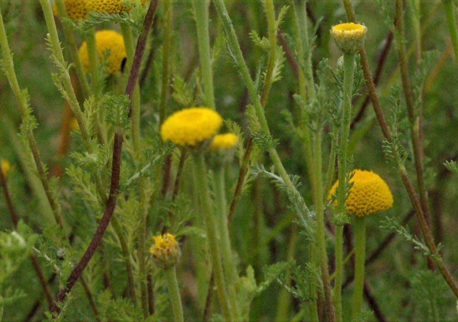 Anacyklus walencki 17