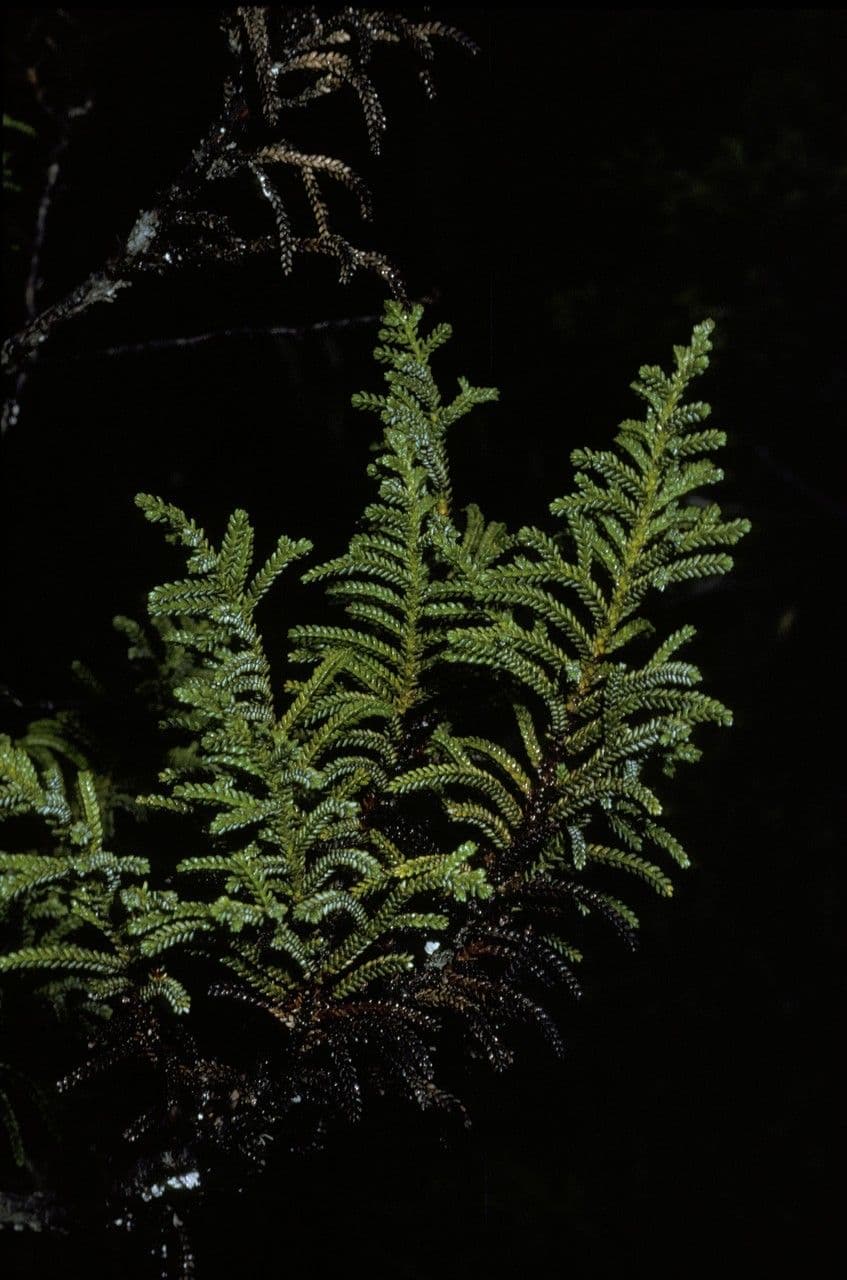 Pilgerodendron chilský 17