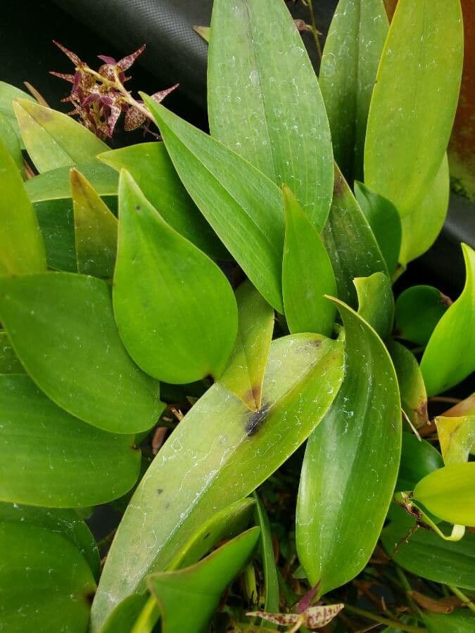 Pleurothallis stopkatá 2