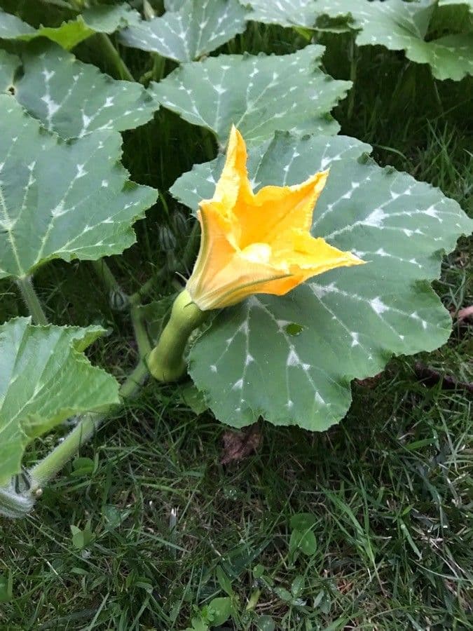 Zucca moscata 8