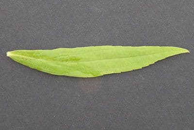 Doellingeria umbellata 20
