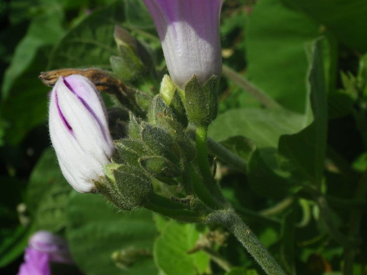 Ipomoea 4