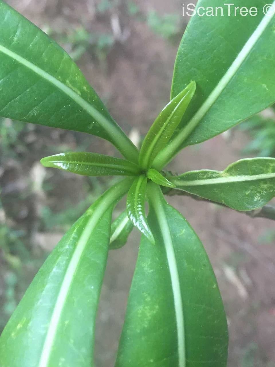 Rauvolfia 9