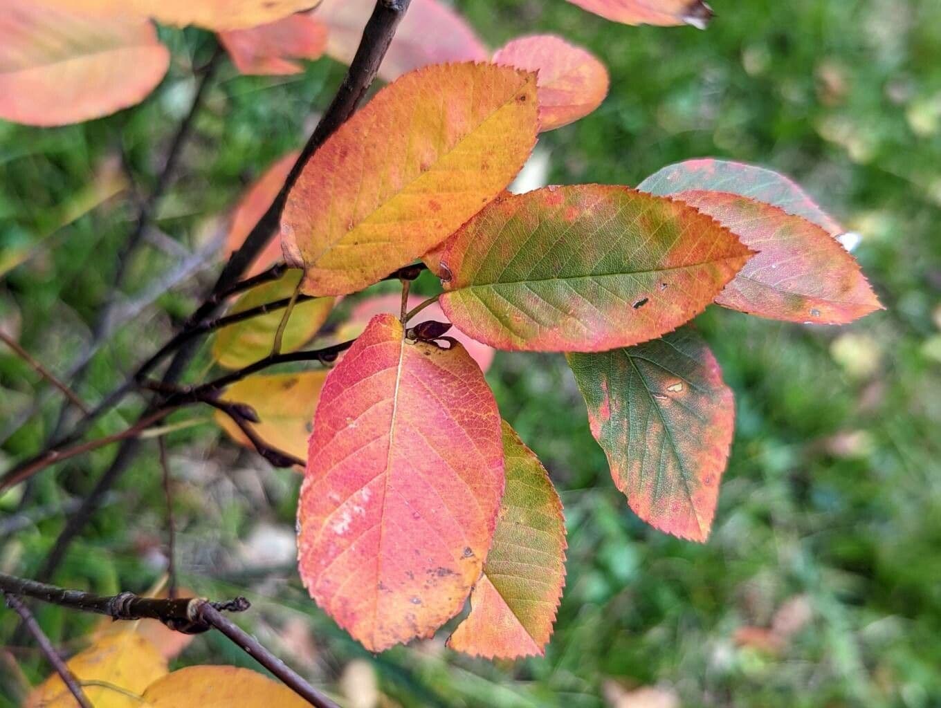 Amelanchier 15