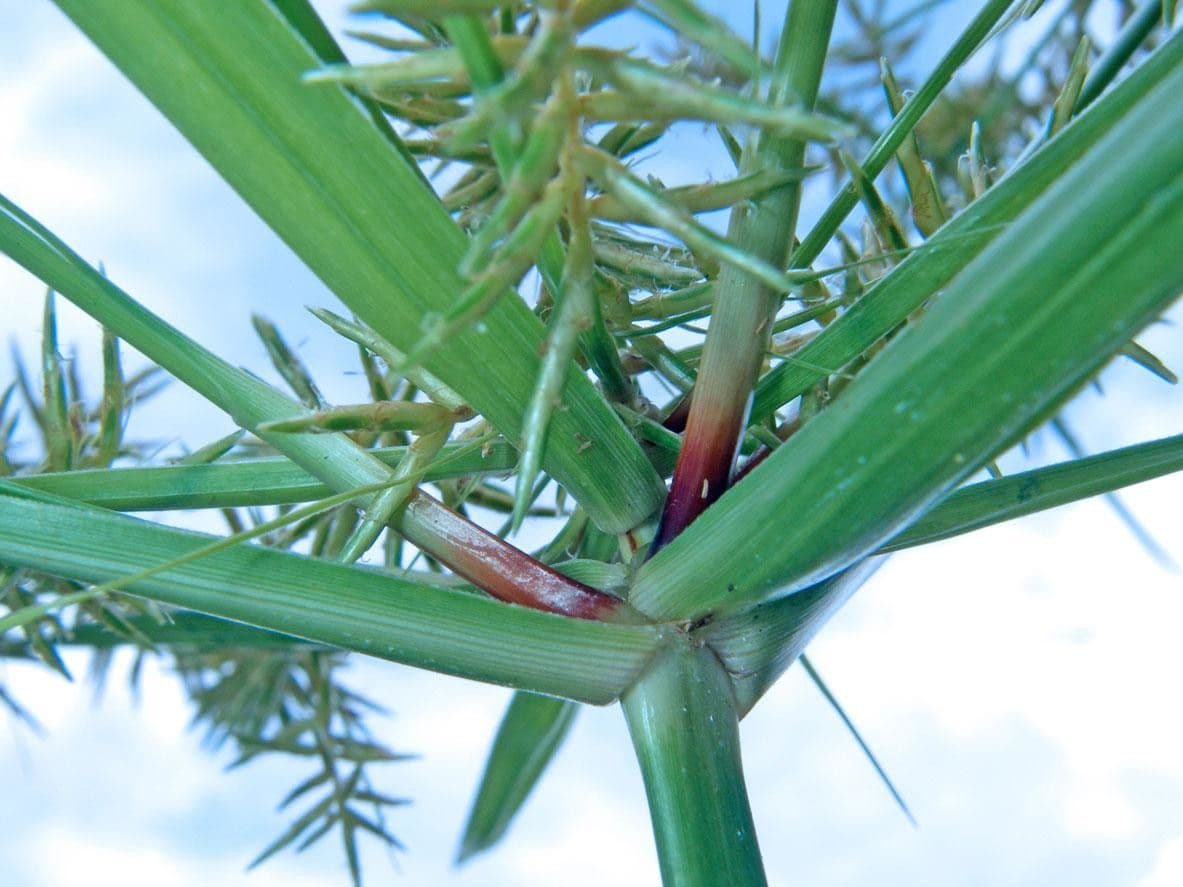 Zigolo odoroso 19