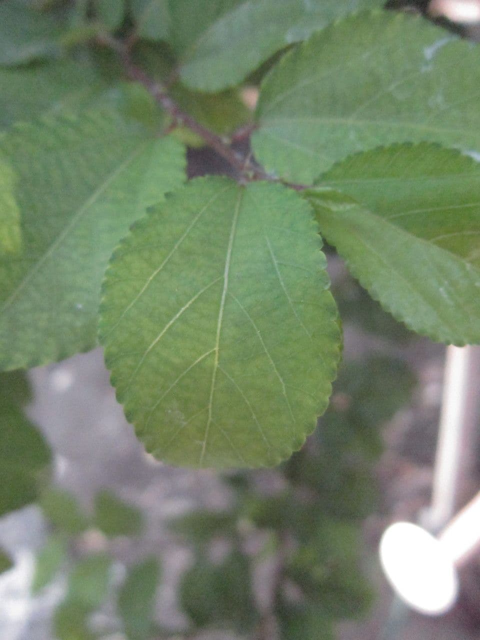 Grewia caffra 7