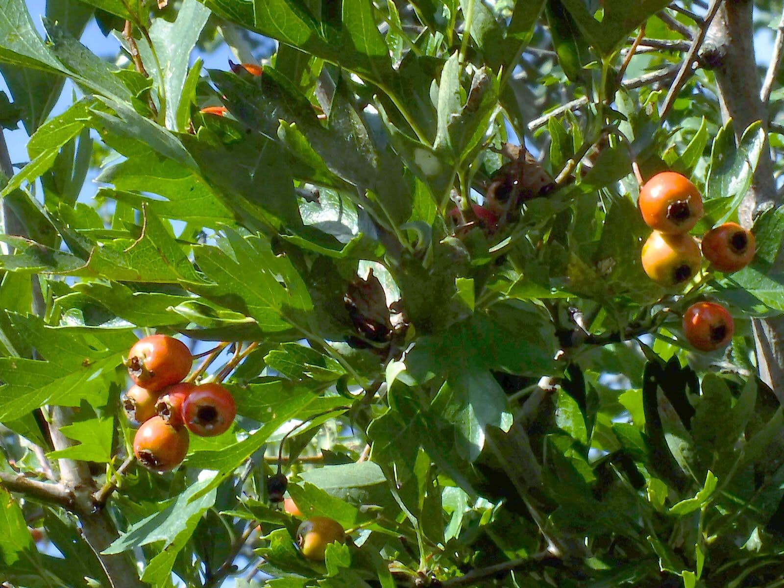 Azzarola