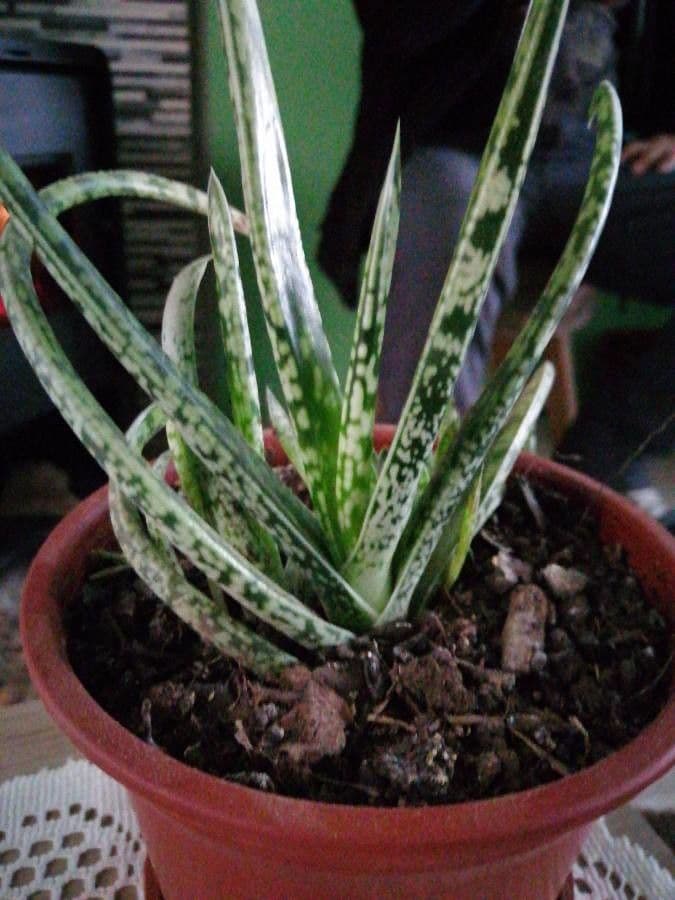 Gasteria 3