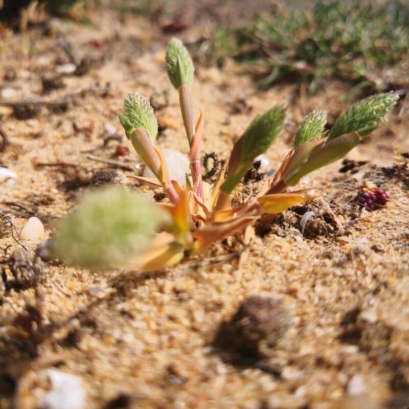 Codolina delle spiagge 19