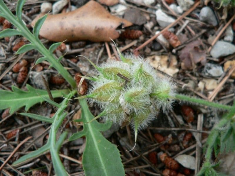 Astragalo ipoglottide