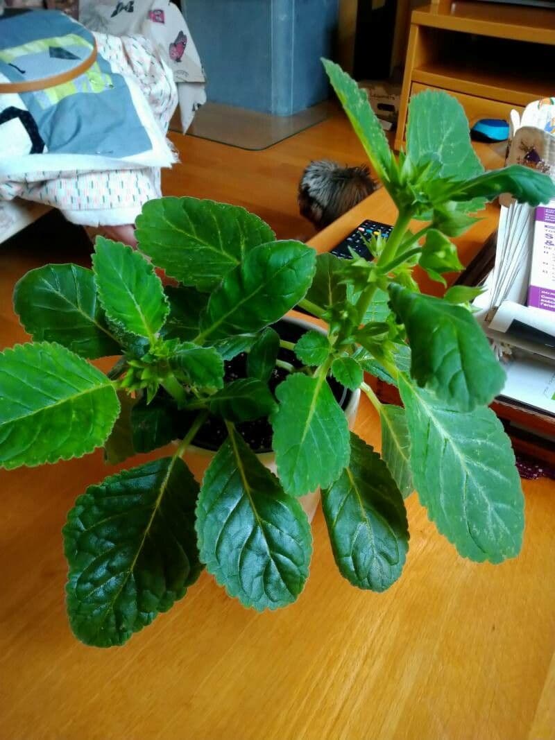 Gloxinia 13