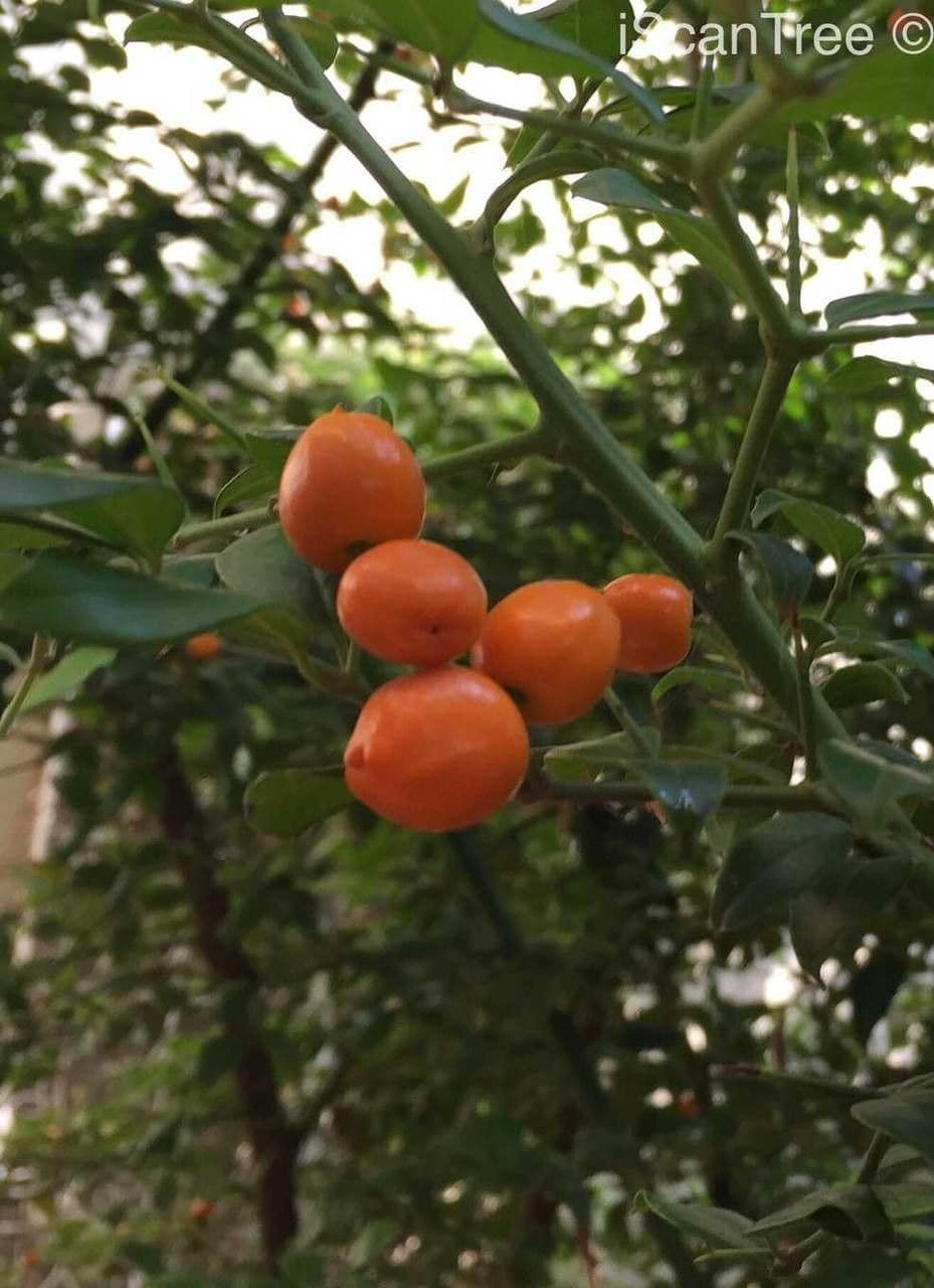 Stechpalmenblättriger Cassinopsis