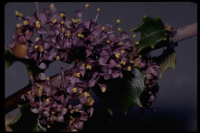 Ceanothus 11