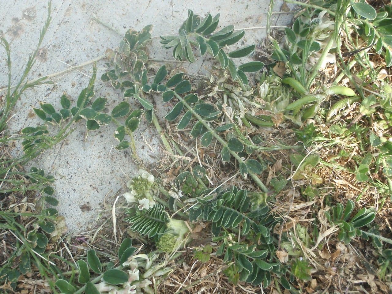 Astragalus depressus 14
