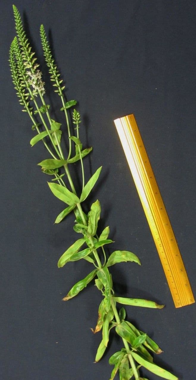 Coutoubea spigata 11