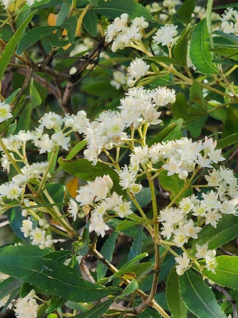 Ceratopetalum gummiferum 3