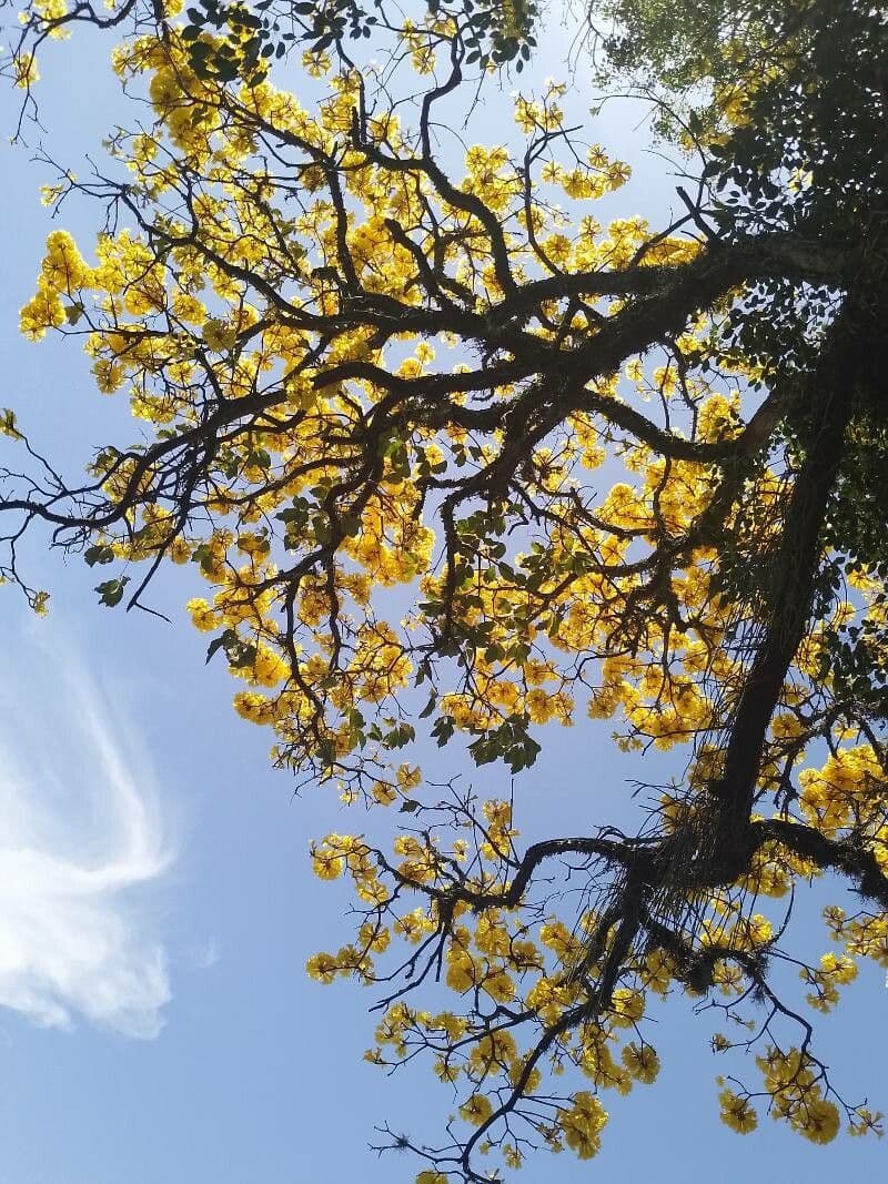 Lapacho giallo 10