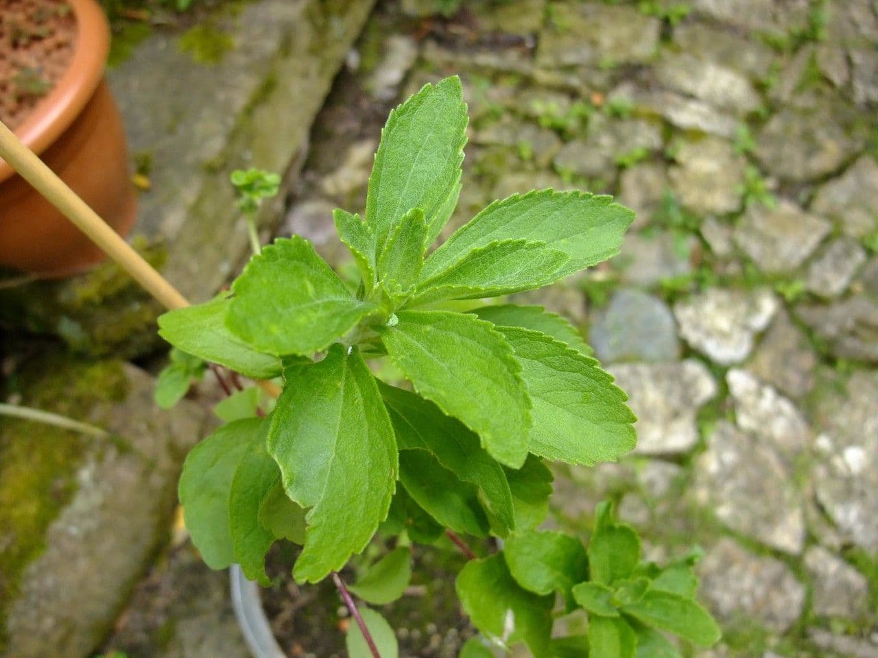 Stevia 9