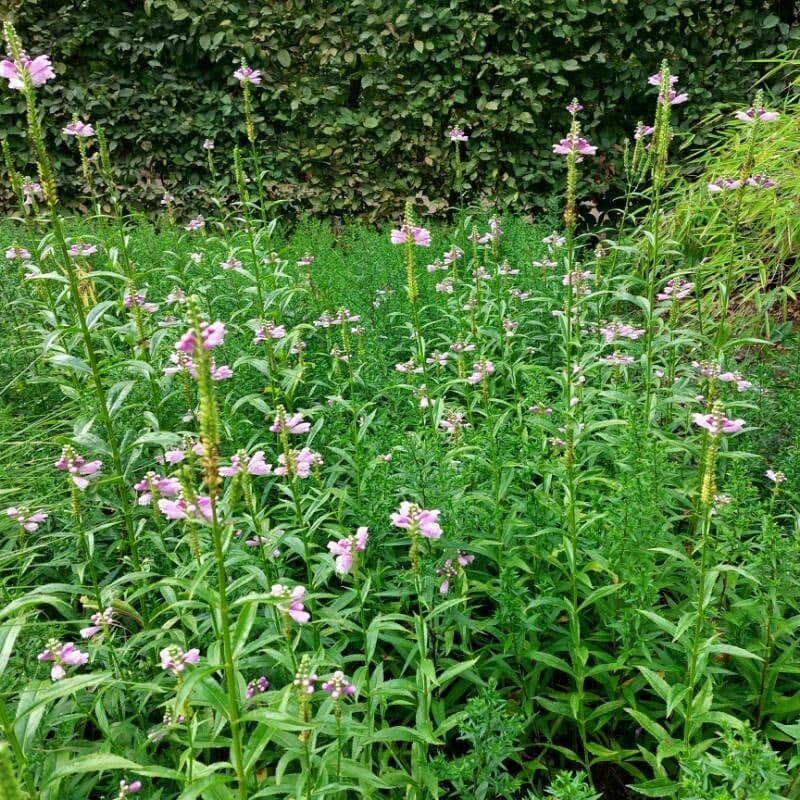 Physostegia virginiana 11