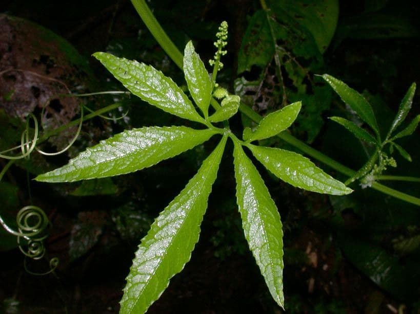 Cyclanthera 9