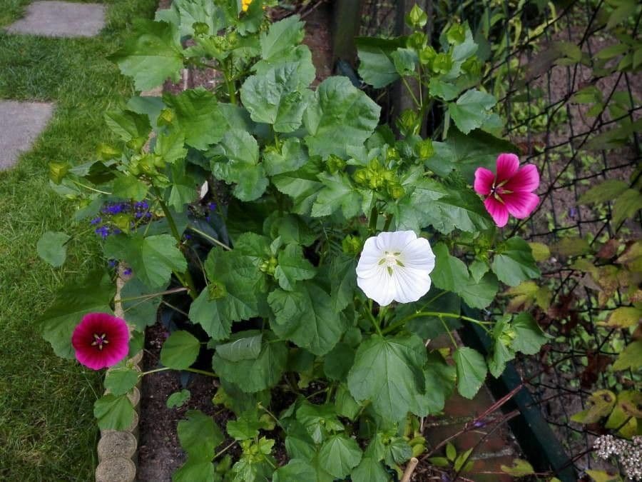 Malope 9