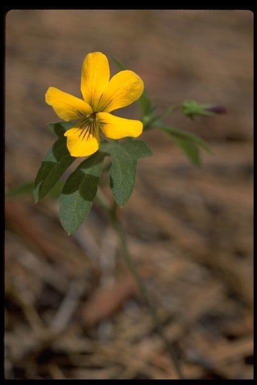 Viola 3