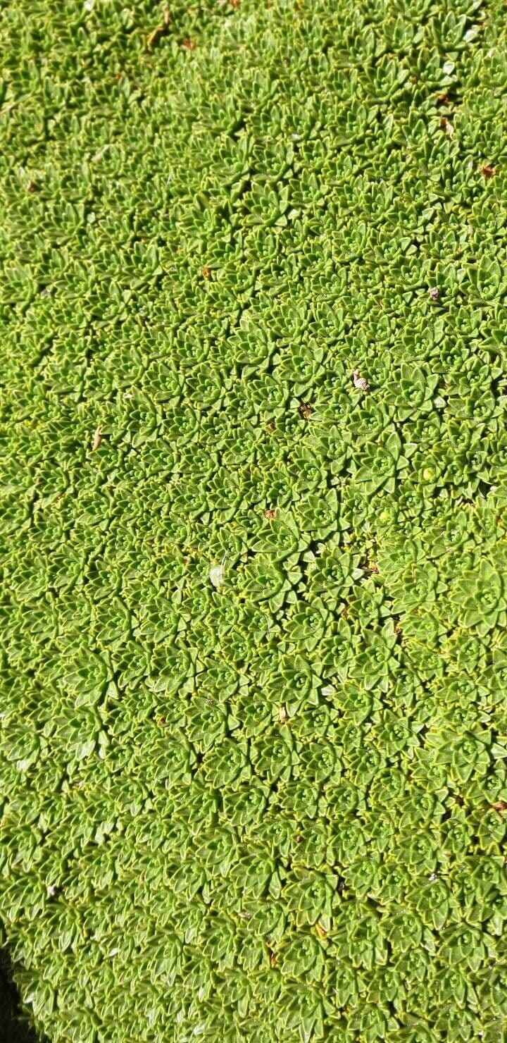 Azorella monanta 9