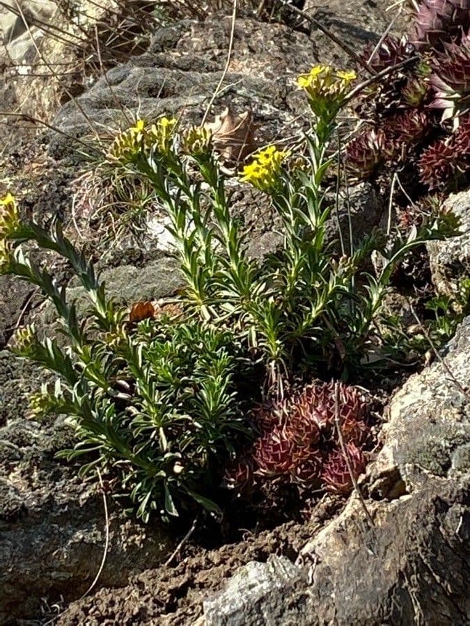 Alyssoides utriculata 15