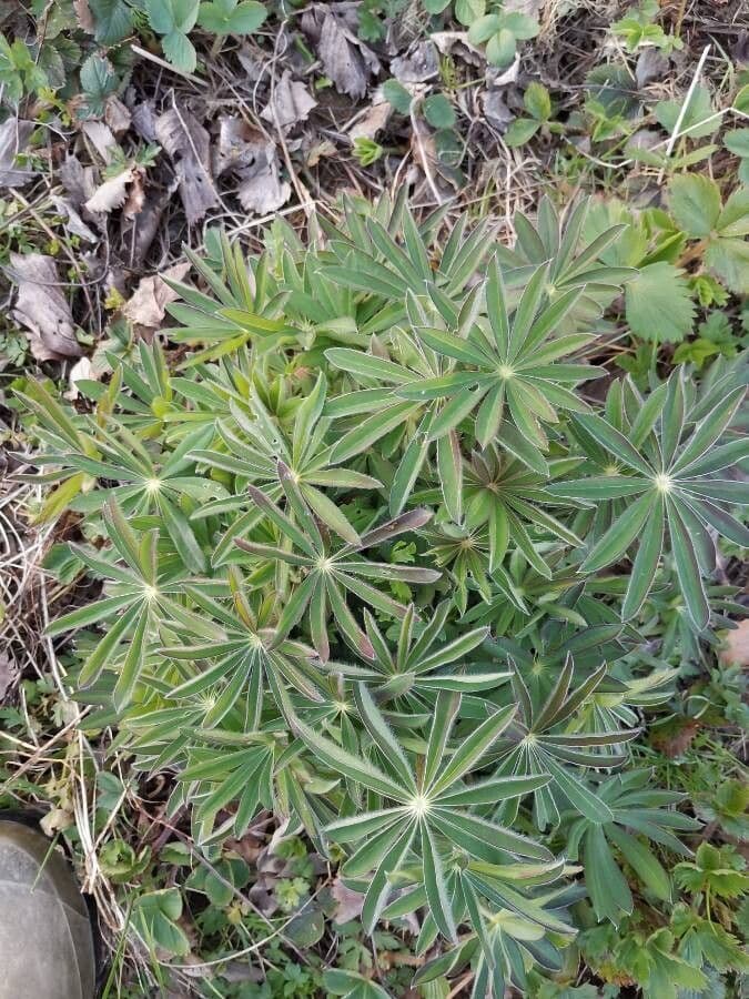Stauden-Lupine 12