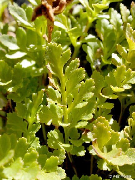 Kryptogramma 11