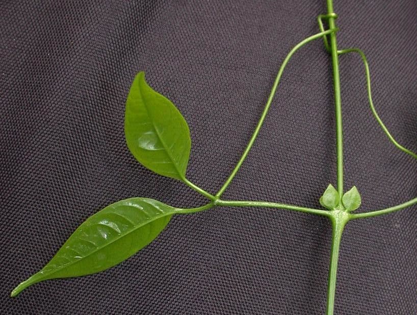 Anemopaegma 21