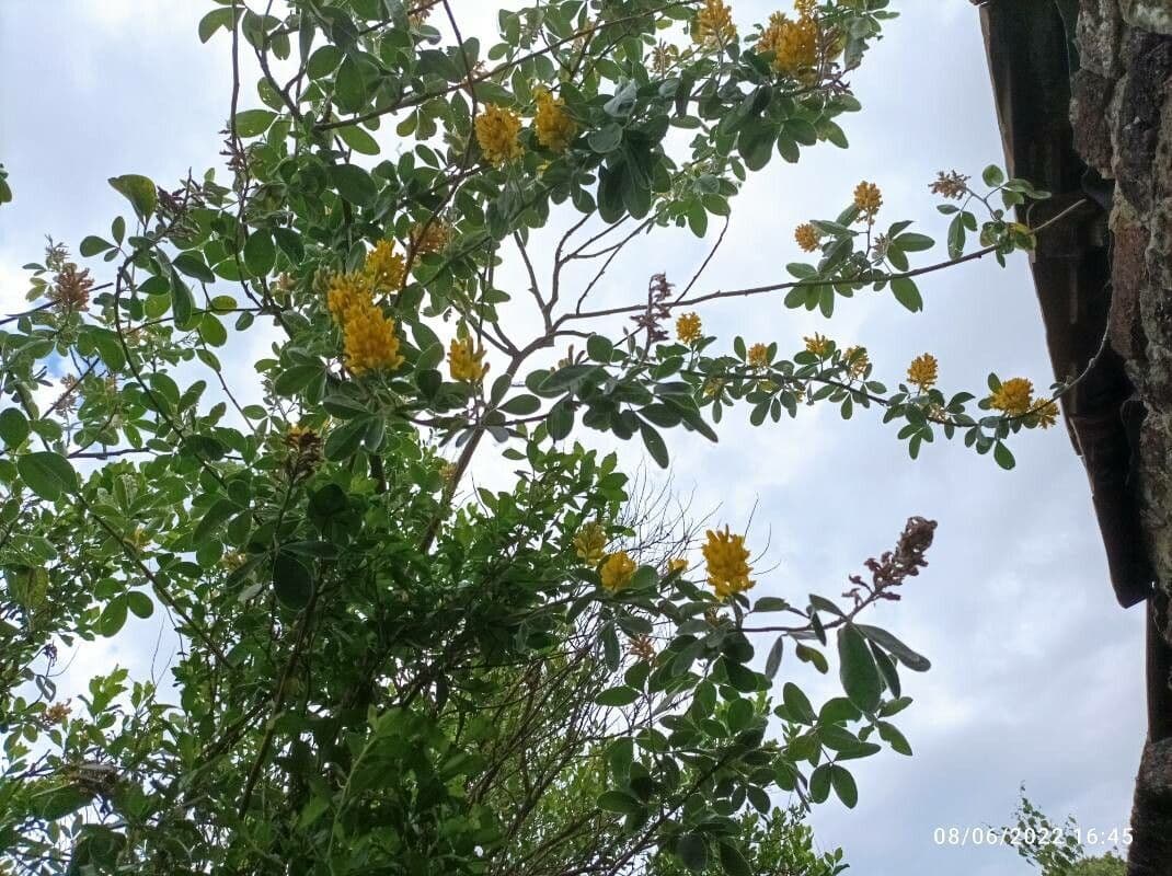 Argyrocytisus battandieri 4